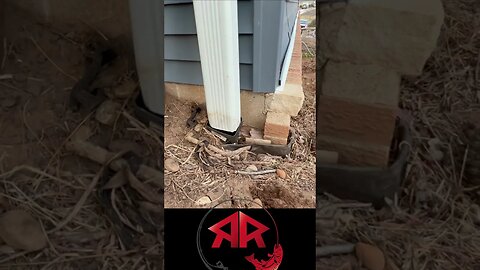 Gutter Bird
