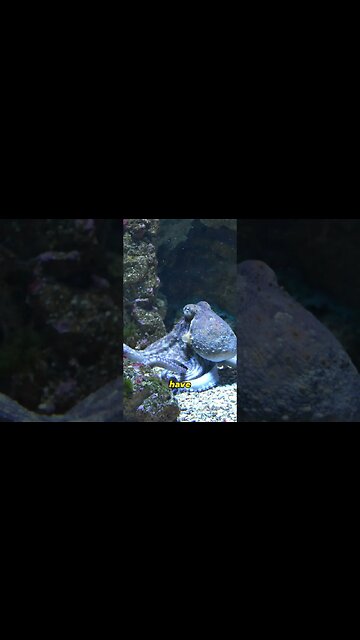 Octopus Can Use tools