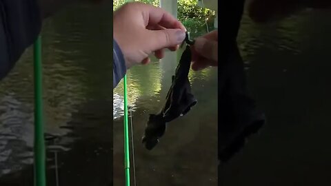 🎣🎣 I Caught a Sock Fish?? - On the Real #Fishing #Strange