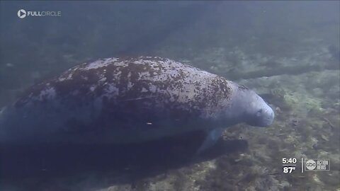 'It's catastrophic': Why more than 700 dead manatees are just the tip of the iceberg