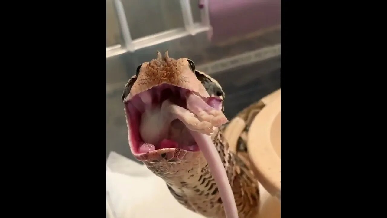 😳😱Top Dangerous snake ❤️ |🐍🐍 Snake nature WhatsApp Status | amazing nature video #shorts(2)