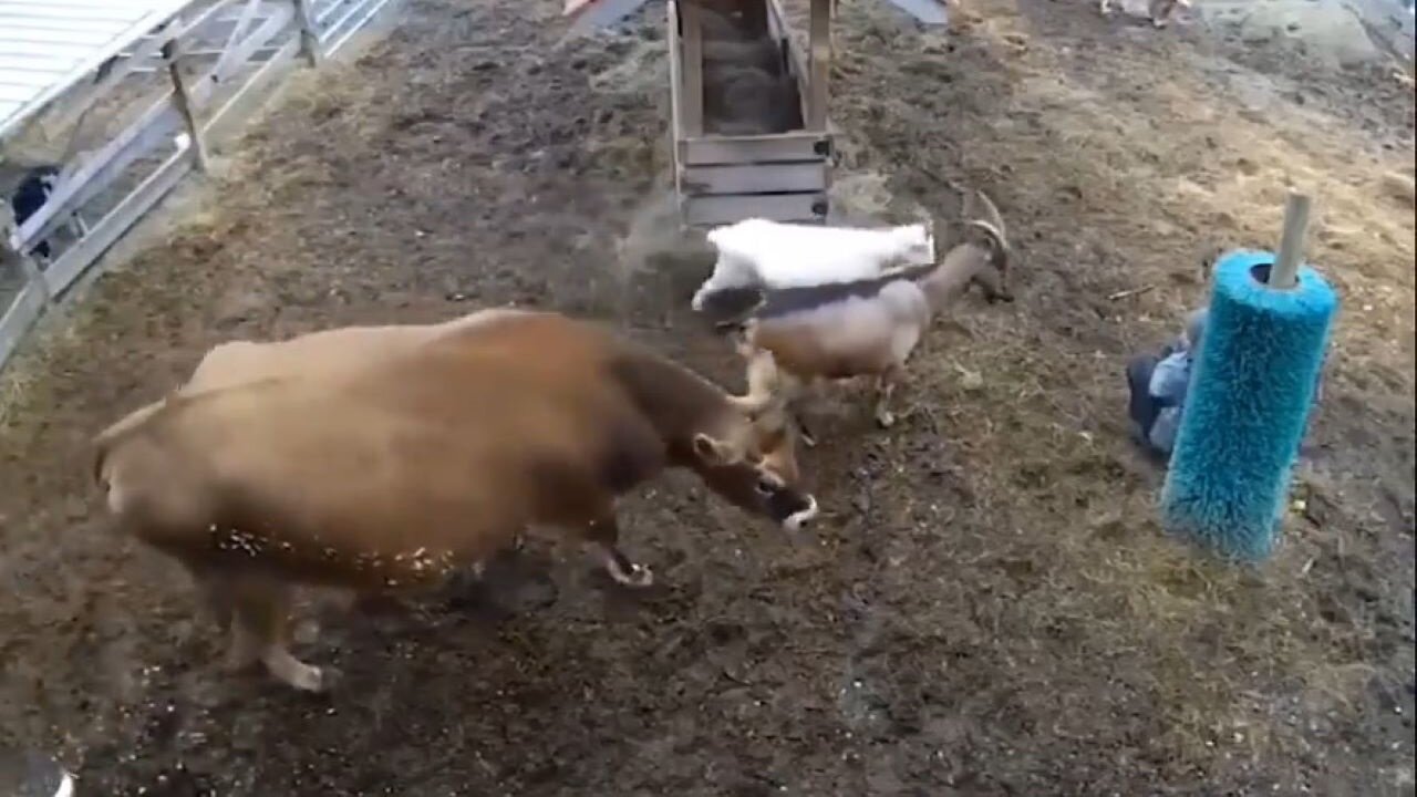 Woman Taking A Break And All The Animals Come To Check On Her