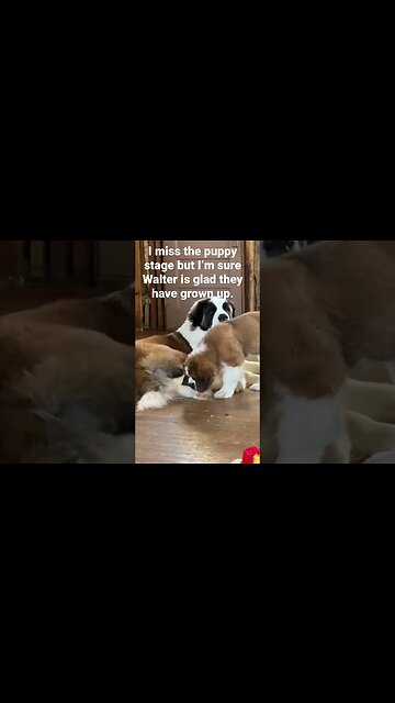 #punk #puppy #cute #idowhatiwant #patience #saintbernard