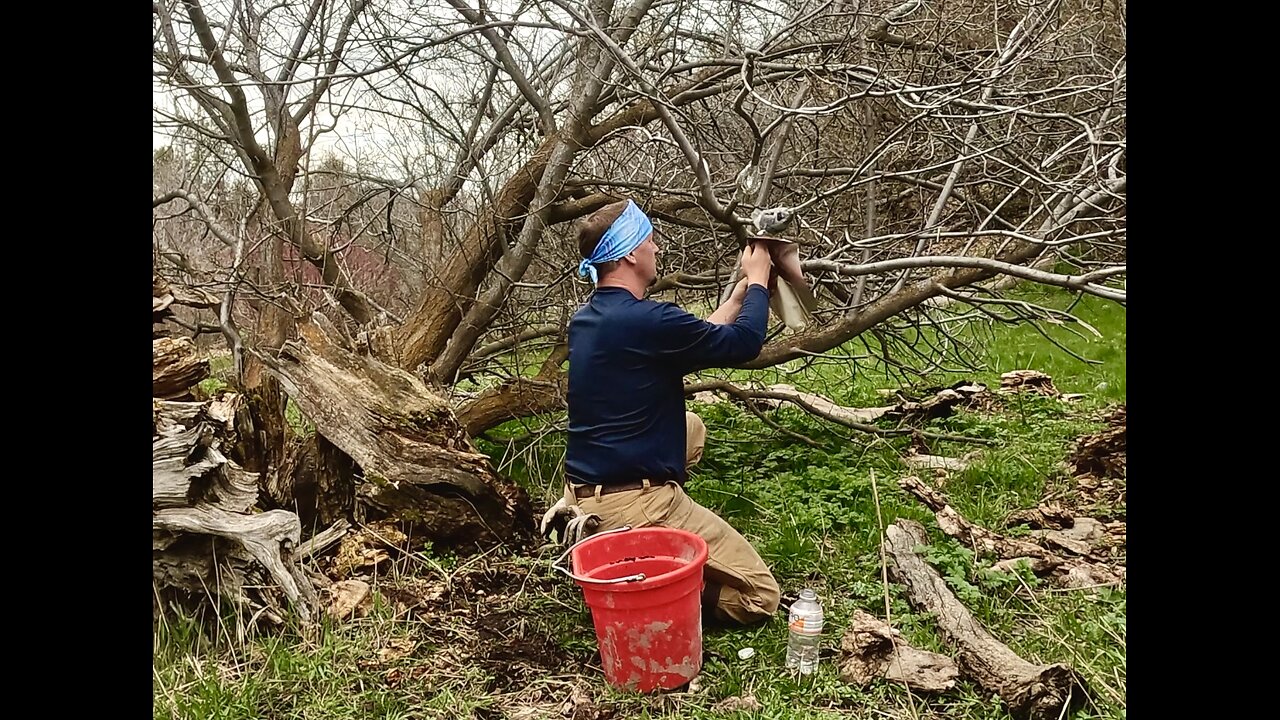 Air Layering our NEIGHBORS FRUIT trees (with his permission)