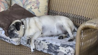 Pug Naps in Paradise- 9/30/2021- 4K