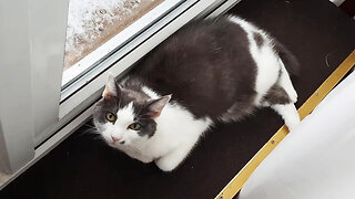 Kitten Odin Looking Out The Window On A Winter Day