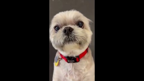 Dogs reacting to their names being called