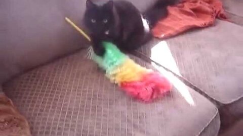 Cute Black Cat Playing with Duster Housekeeping? The Saga of Charlie & Prada