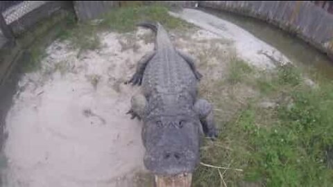 Skremmende øyeblikk der en mann kysser en alligator