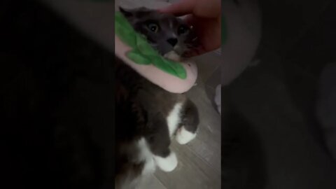 My Friend’s Cat is Broken 😂