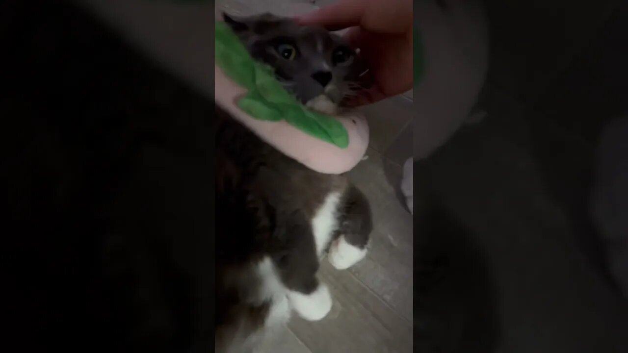 My Friend’s Cat is Broken 😂