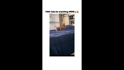 when cats watch WWE