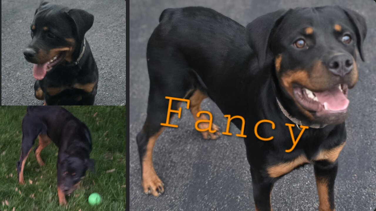 FANCY DONEYUNO