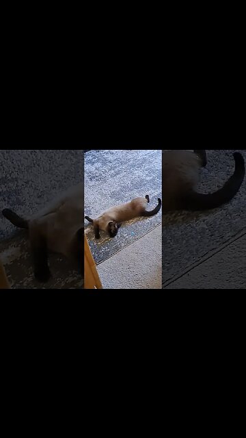 silly siamese stretching #viral #cat
