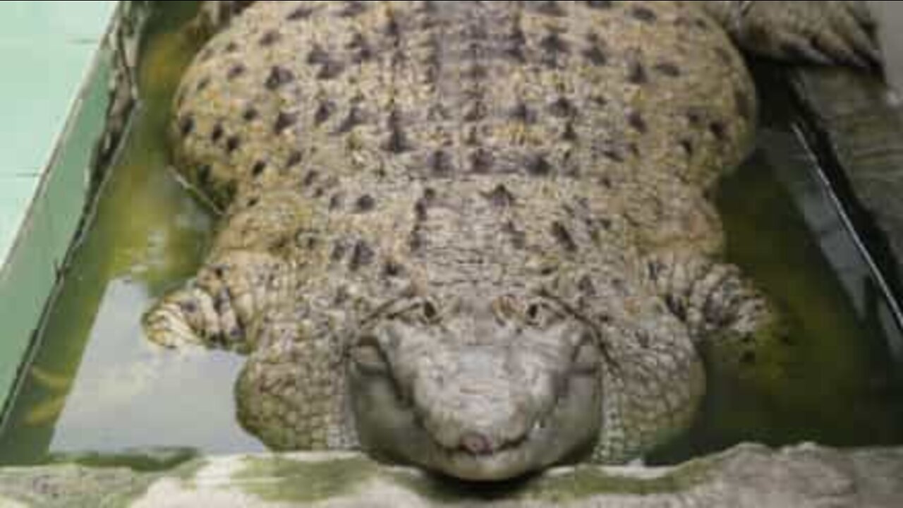 This family lives with a 200kg crocodile