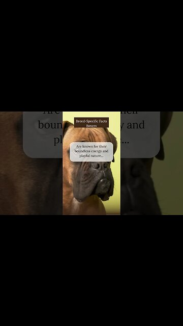 Exciting Facts about Boxers