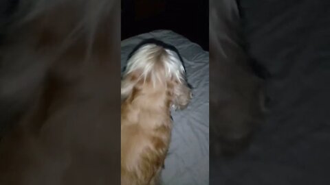 golden dog , shorts