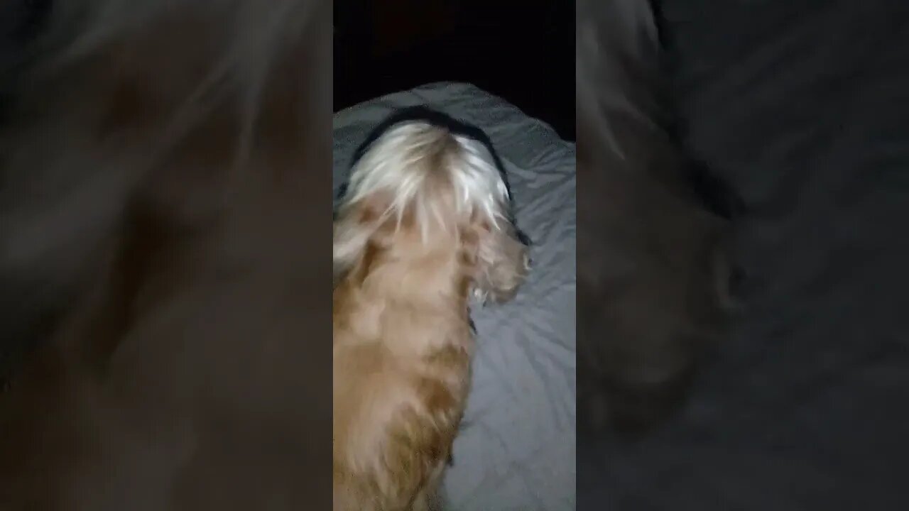 golden dog , shorts