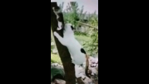 Funny cat playing