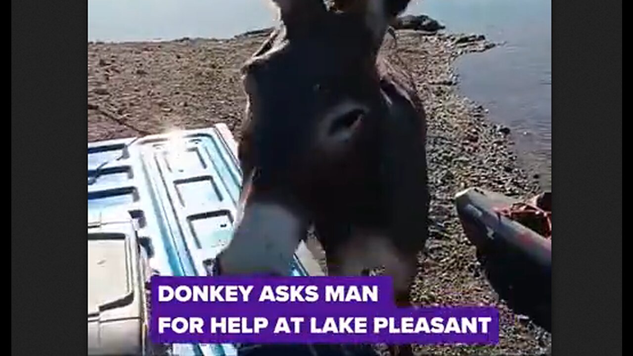 Donkey Asks Man For Help At Lake Pleasant - HaloRock