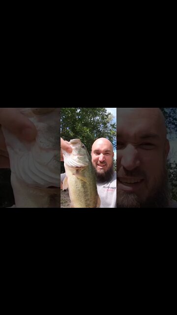 Creek Largemouth Bass