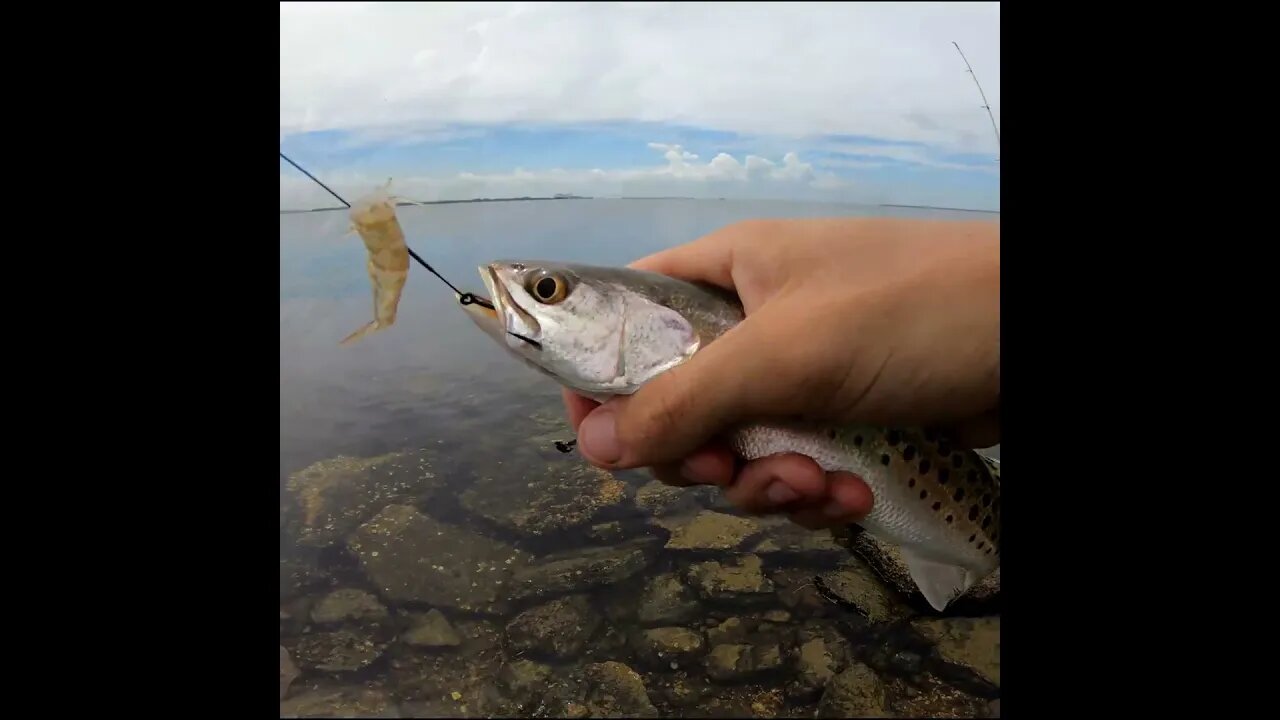 spotted seatrout