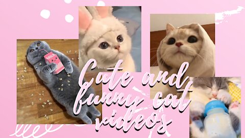 🥰Very cute babies cats |#1