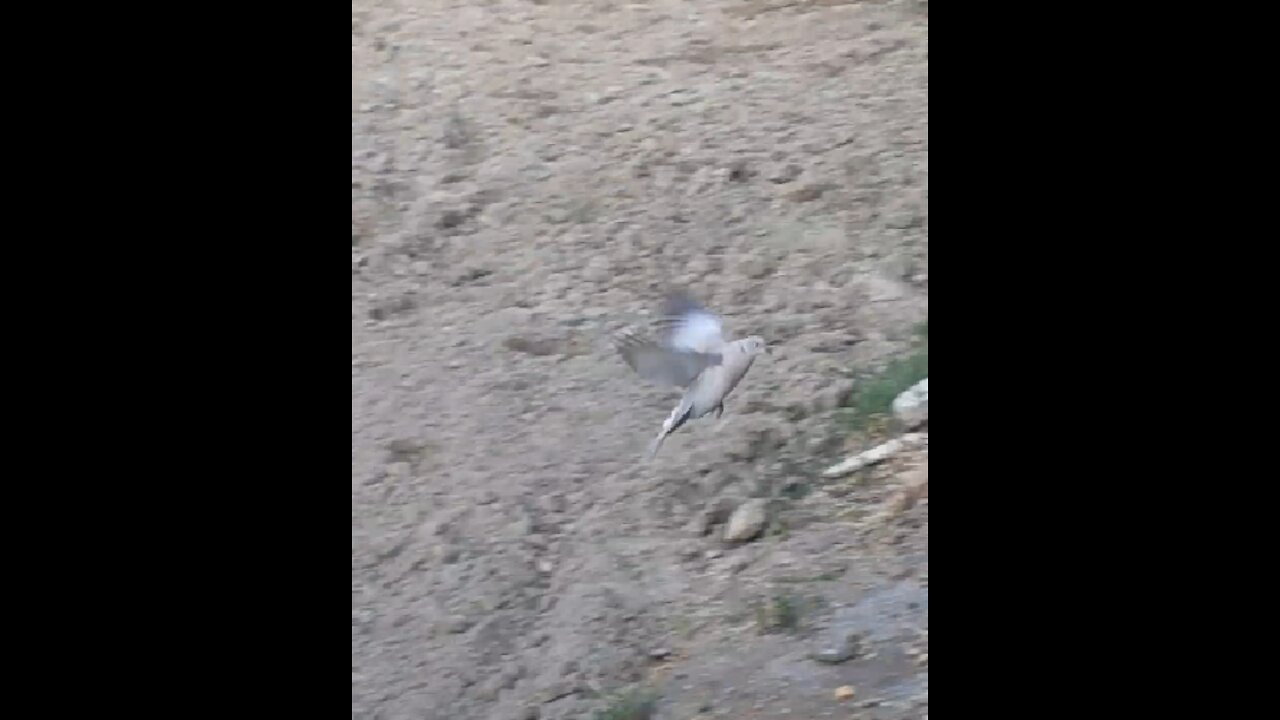 Two doves playing with each other without noticing camera