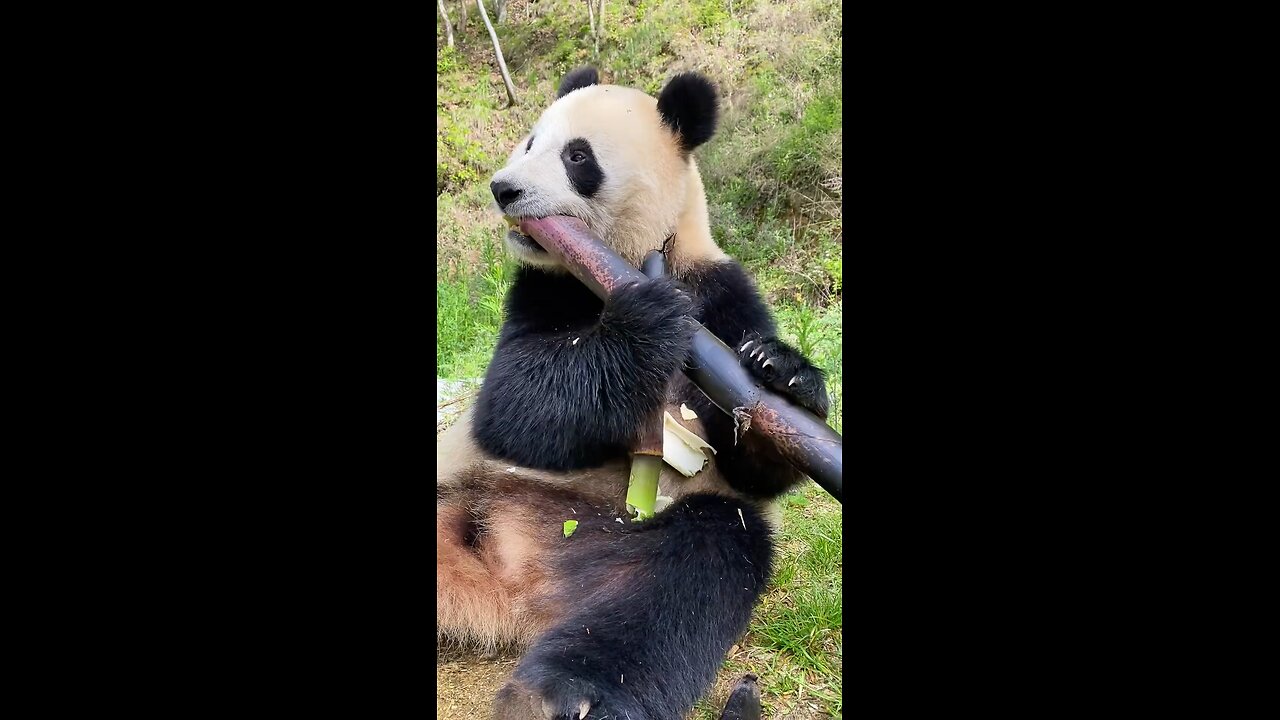 panda and bamboo