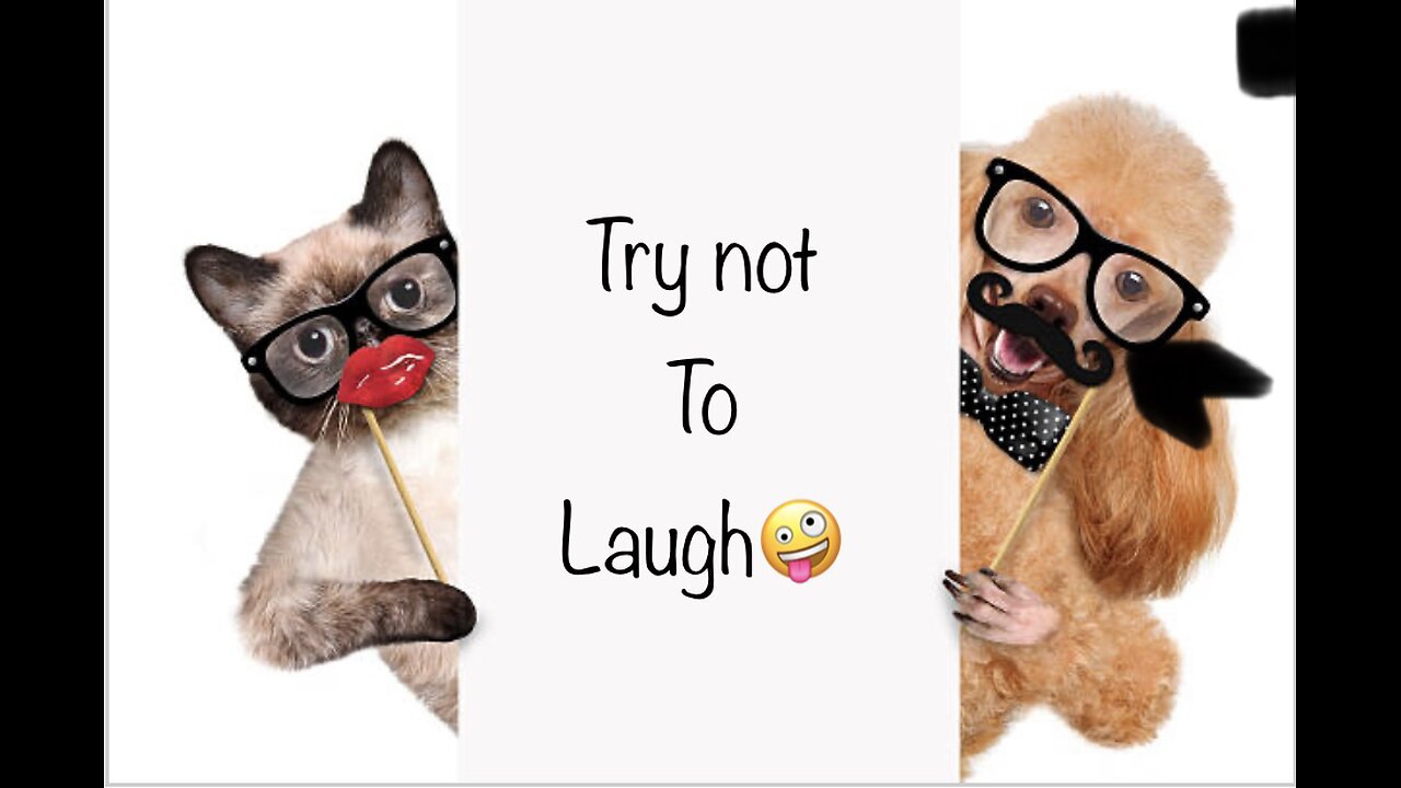 Laughing Fits Guaranteed: Epic Dog and Cat Comedy”