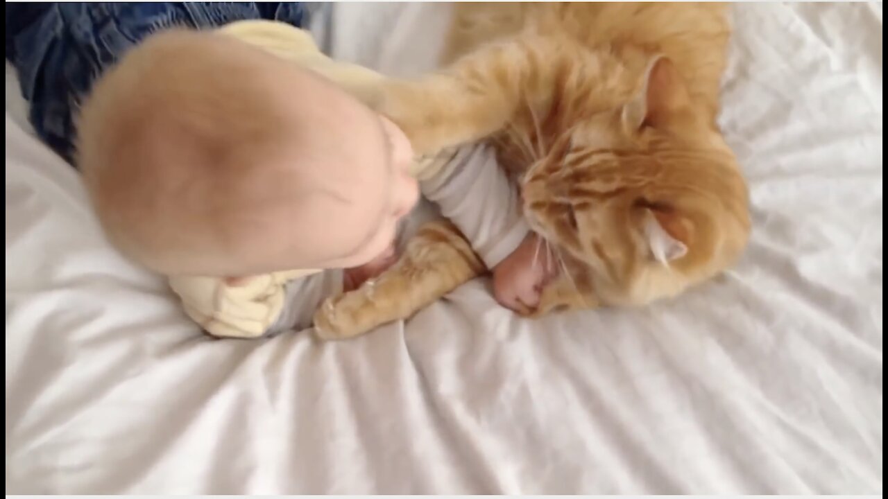 Cats Meeting Babies for the FIRST Time - NEW Compilation