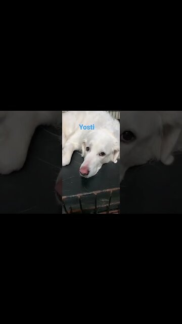 [Shorts 0047] YOSTI [#dogs #doggos #doggies #puppies #dogdaycare]