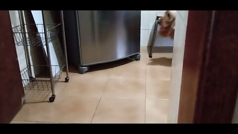 #dogshow , #animals , #dog , #shorts