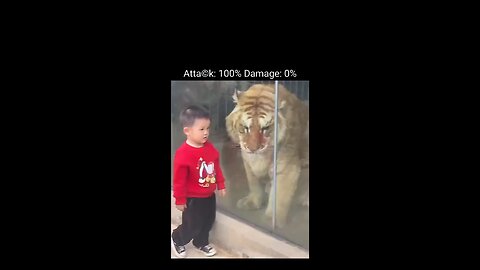 small child facing tigers scenes 🦁 face' to face power of tiger 🐯🐯