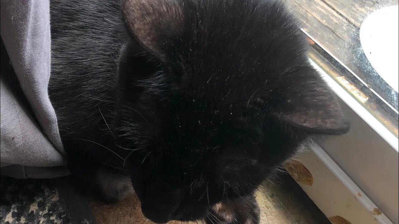Does anyone elses cat do this?