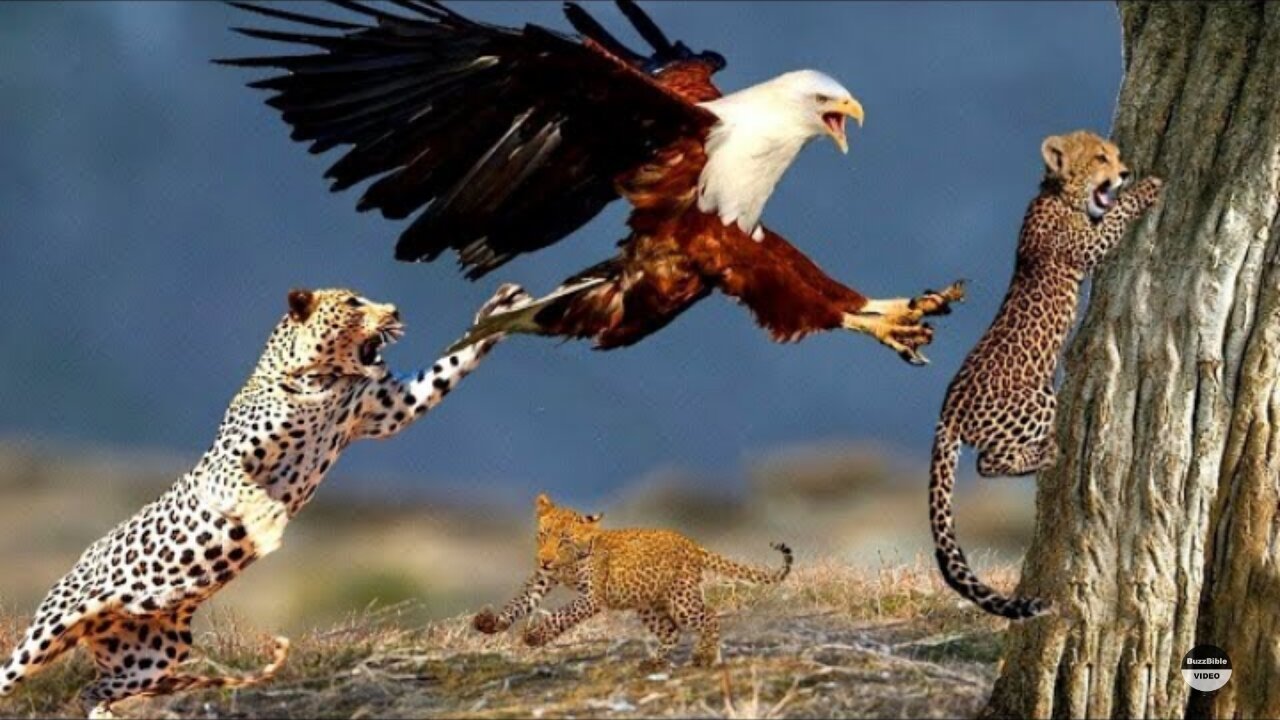 EAGLE SNATCHES BABY LEOPARD, BUT MOTHER LEOPARD COMES TO THE RESCUE