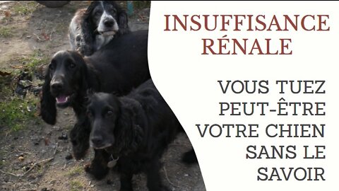 Insuffisance rénale chez les chiens ou les chats - Ne tuez pas votre chien Cocker Spaniel