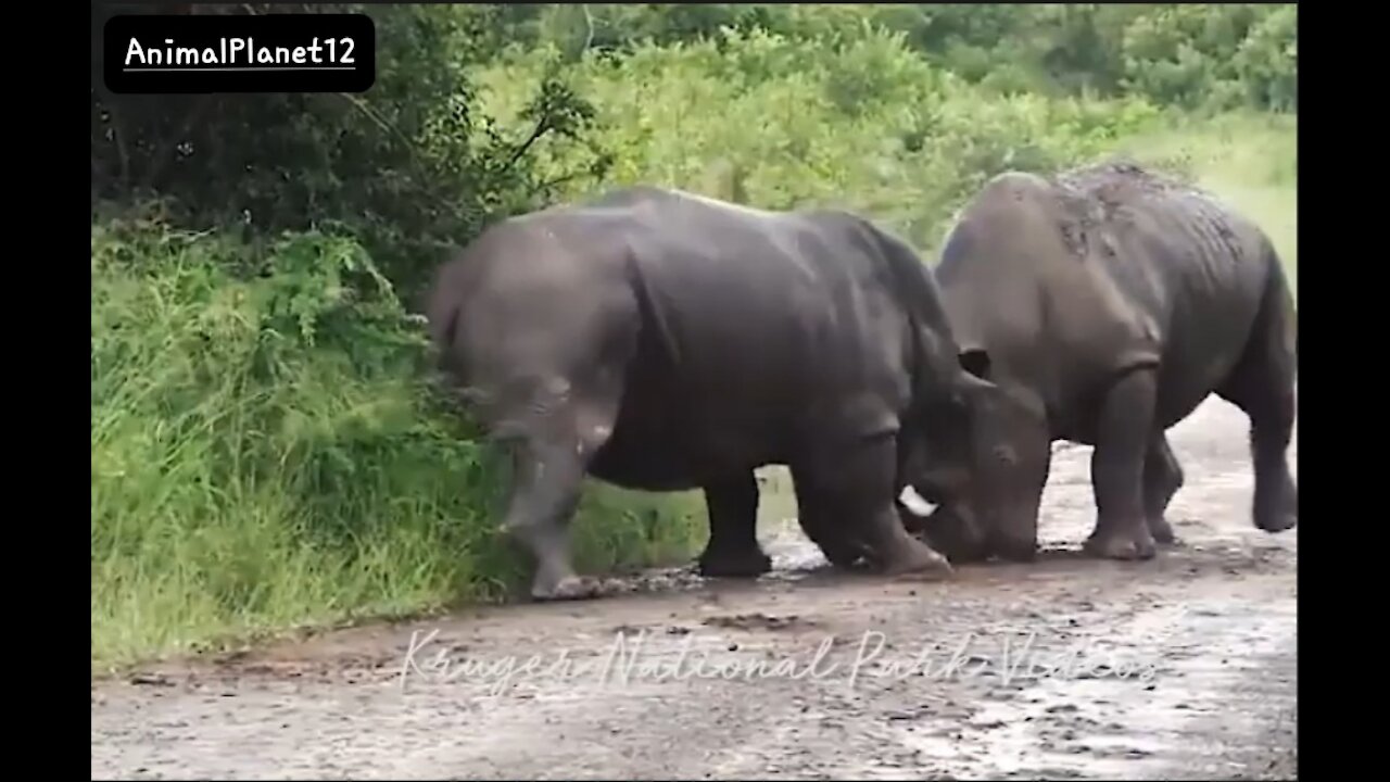 Rhino Vs Rhino in Epic Wildlife Battle at Kruger National Park _ Animalplanet12(480P).mp4