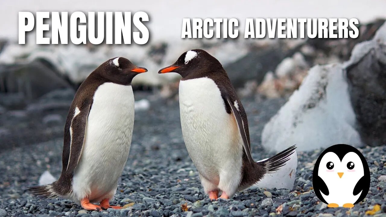 Penguins : Adorable Arctic Adventurers #education #world #nature #penguin