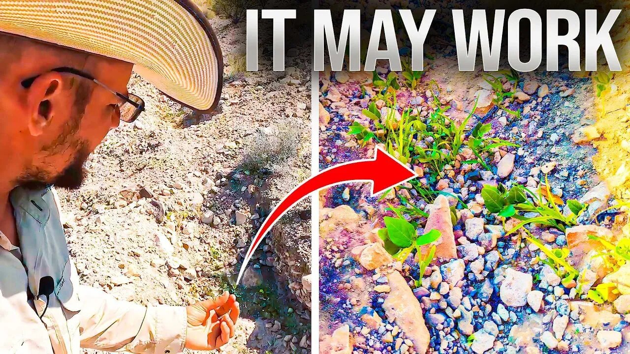 First Bits of Green in The Desert | Dirt Bathtubs Update