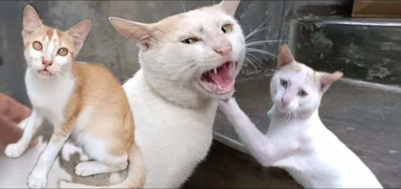 Constant Meowing reason your Cat is too hungry Cat over vocalizes