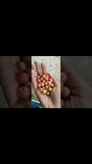 Ada yang Tau, Apa khasiat buah ini