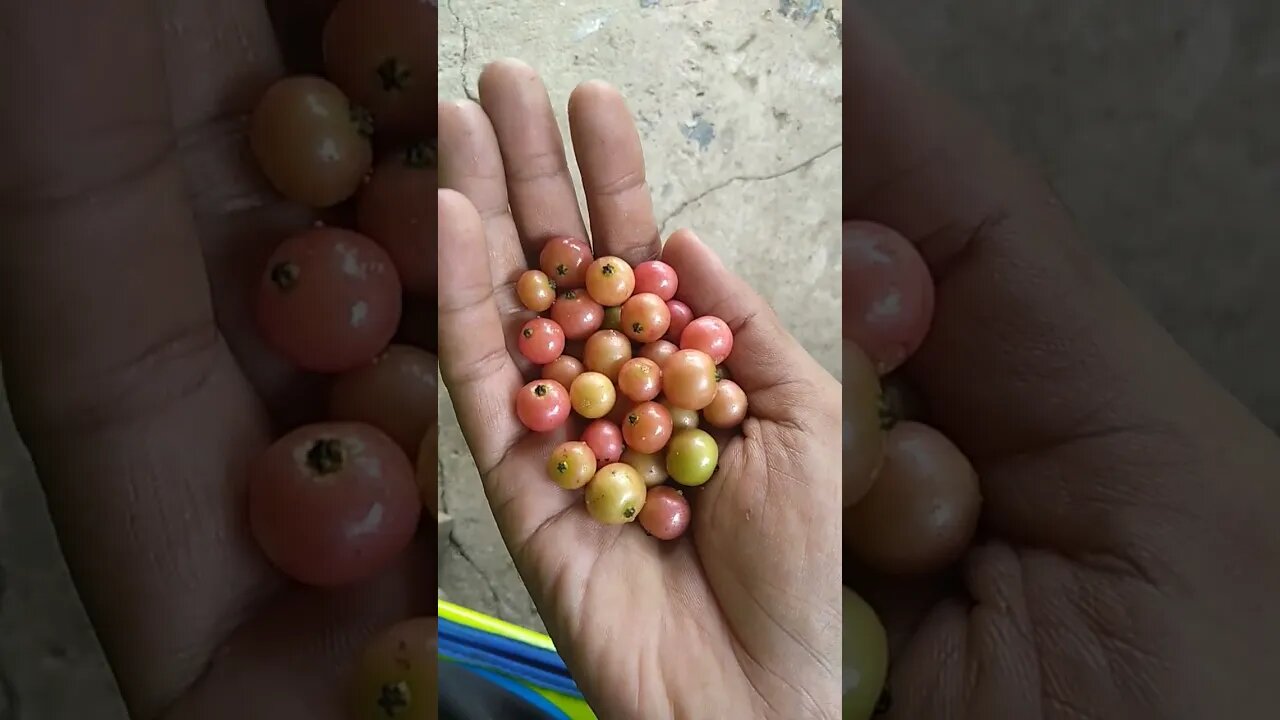 Ada yang Tau, Apa khasiat buah ini