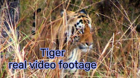 Tiger live video, tadoba forest, Maharashtra