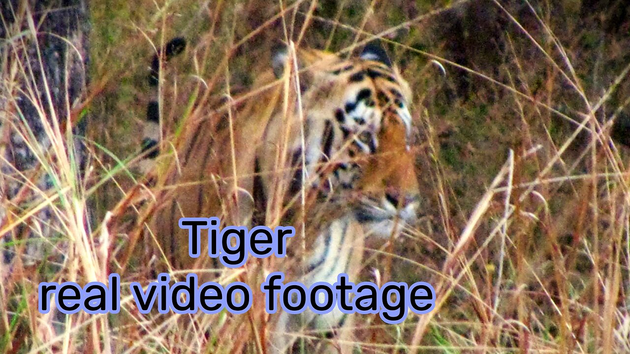 Tiger live video, tadoba forest, Maharashtra