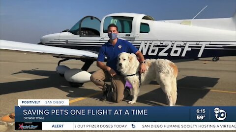 Saving pets one flight at a time