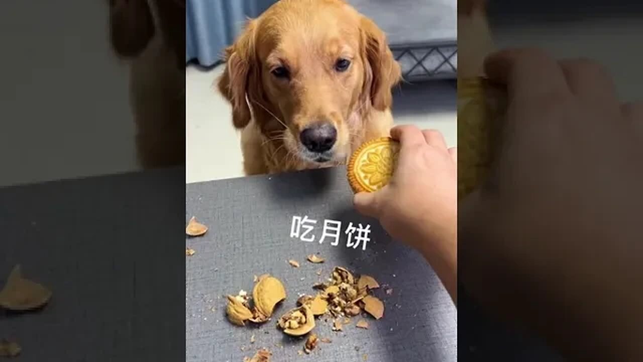 This mooncake dog all ignore