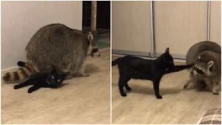 Il procione si siede sul gatto, visibilmente irritato!