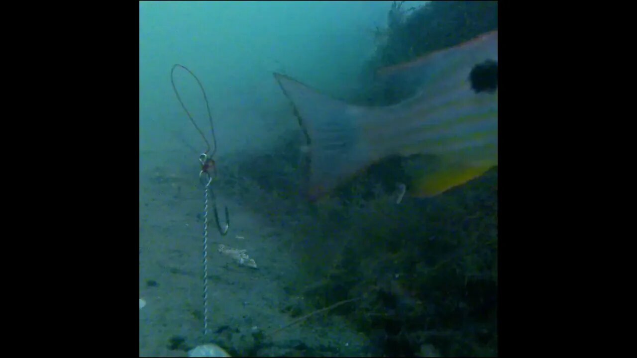 puffer fish and grunt