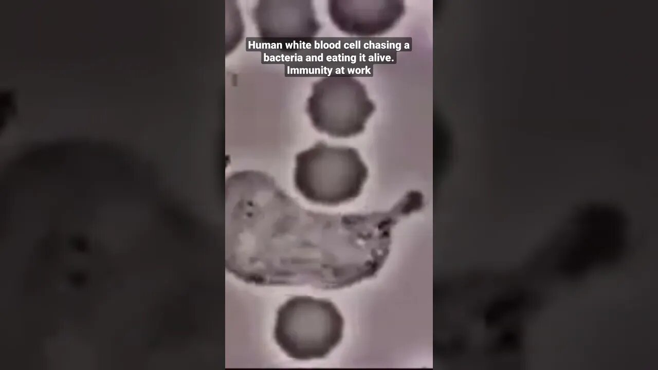 Human white blood cell chasing a bacteria and eating it alive. Immunity at work